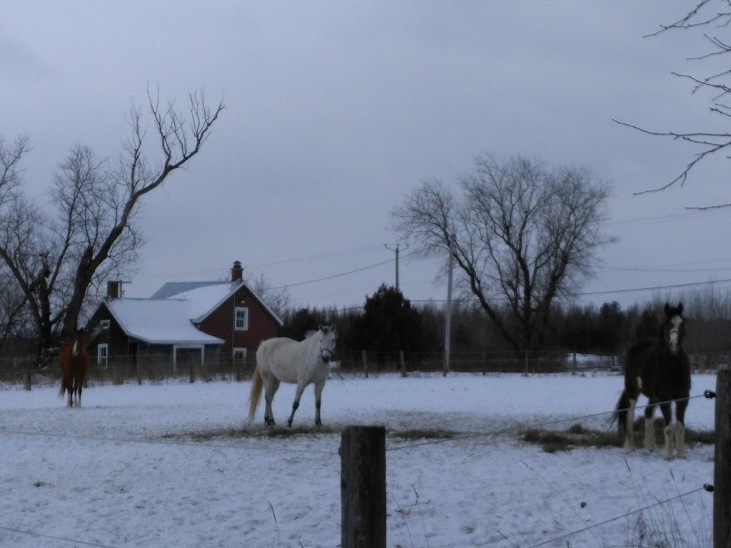 Bogtown Farm | 151 Rang Bogton, Saint-Bernard-de-Lacolle, QC J0J 1V0, Canada | Phone: (514) 774-1415