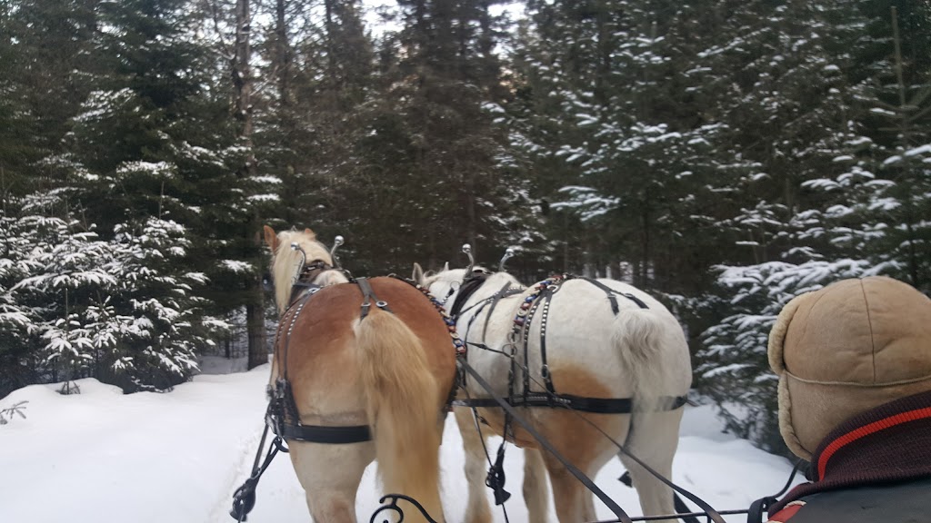 Tremblant Sleighrides | Chemin des Saisons, Mont-Tremblant, QC J8E 1G1, Canada | Phone: (819) 681-4848