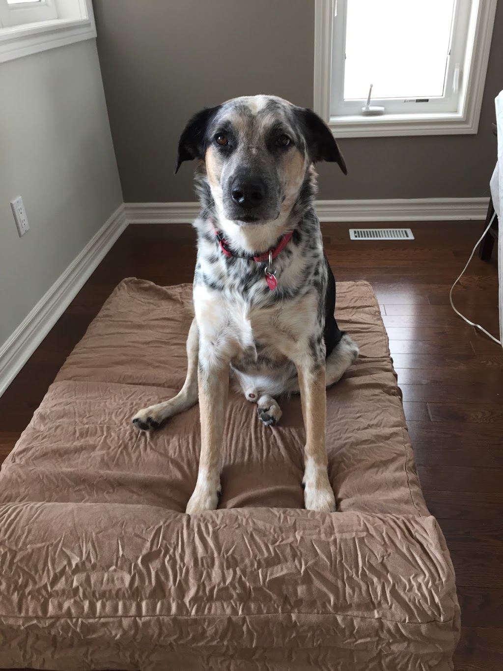 Mayrich Kennels | 8681 Eramosa Garafraxa Townline, Belwood, ON N0B 1J0, Canada | Phone: (519) 803-6366