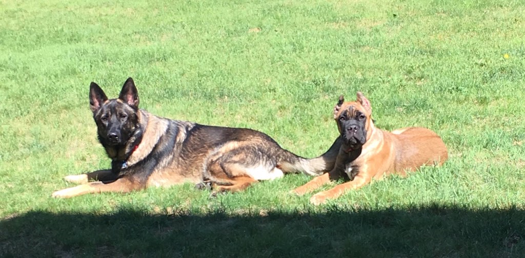 Rickys Raw Dog Food/ A.Glensaxon Kennels | 1854 Trinity Rd S, Ancaster, ON L9G 3L1, Canada | Phone: (905) 648-6955