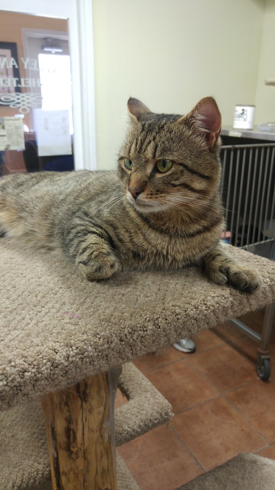 Valley WAAG Animal Shelter | 12-112 Front St, Wolfville, NS B4P 1A4, Canada | Phone: (902) 542-3422