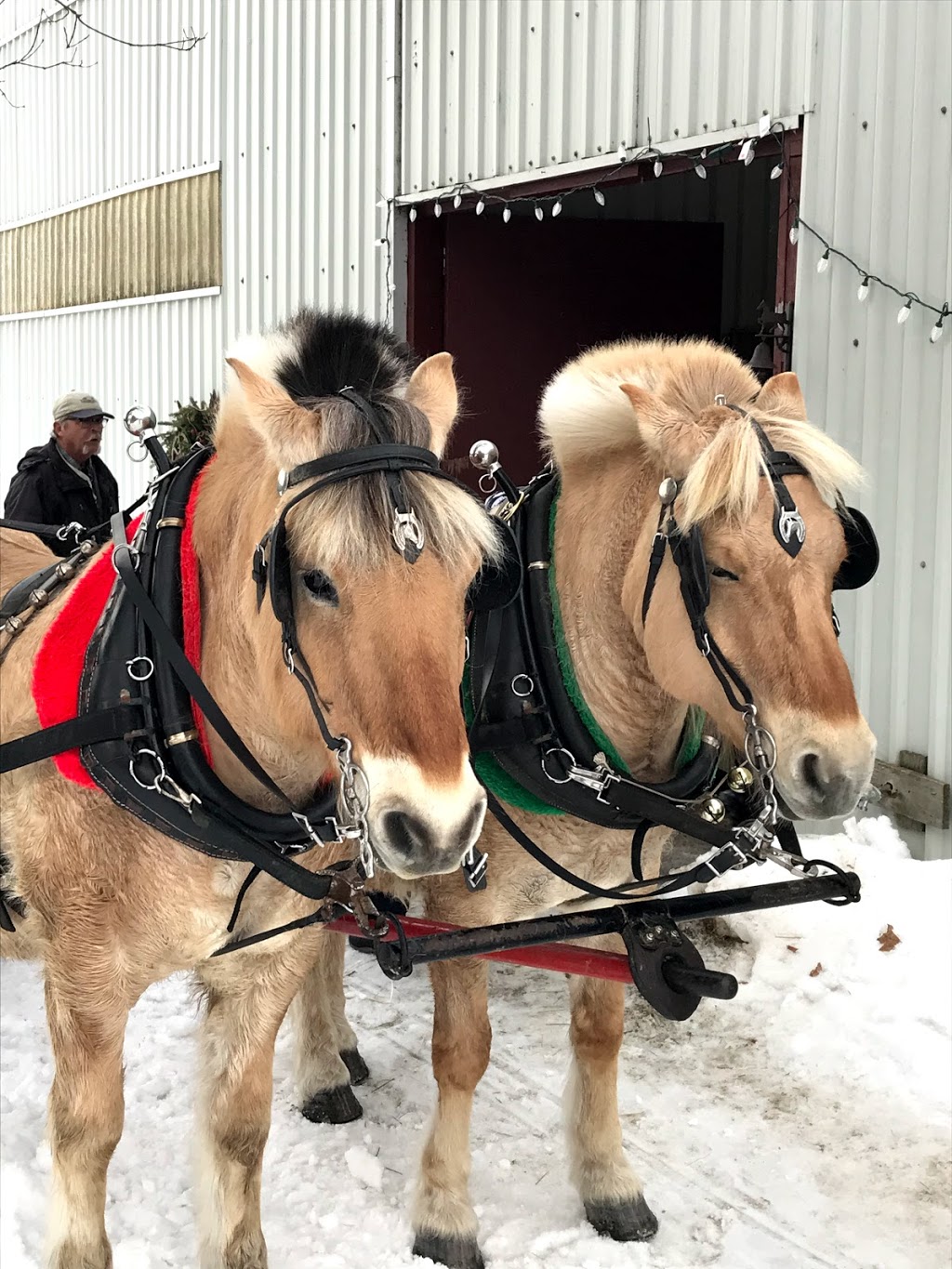 Back of Beyond Equine Centre | 2572 Muskoka Road 10, Huntsville, ON P1H 2J3, Canada | Phone: (705) 789-1605