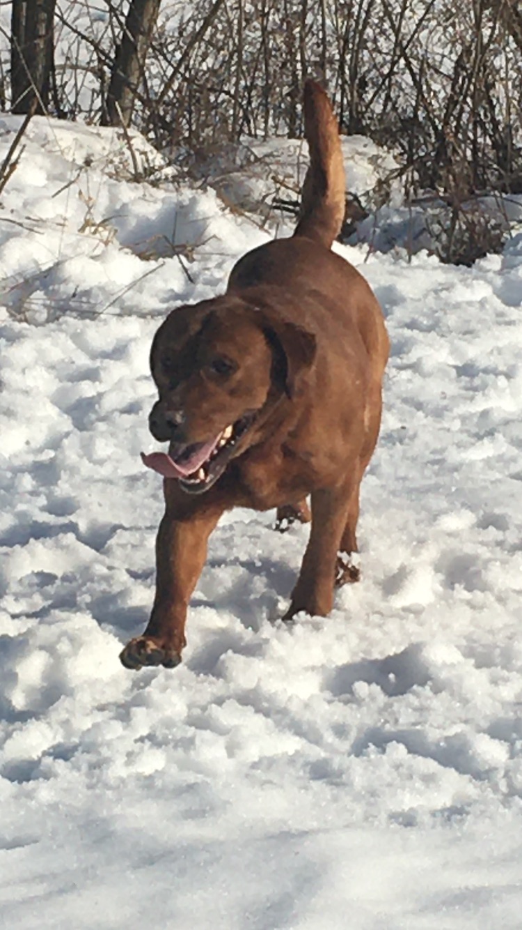 LUVLAB ❤️ LABRADORS | 520 Rang S, Saint-Thomas, QC J0K 3L0, Canada | Phone: (450) 757-2727