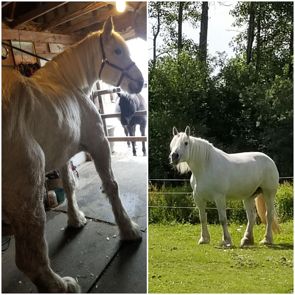 Integritys Haven Equine (Animal) Rescue Centre | 275 NS-12, Chester Basin, NS B0J 1K0, Canada | Phone: (902) 471-6121