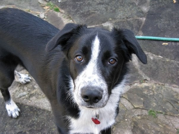 West Brant Animal Hospital | 693 Colborne St W, Brantford, ON N3T 0L8, Canada | Phone: (519) 756-9998