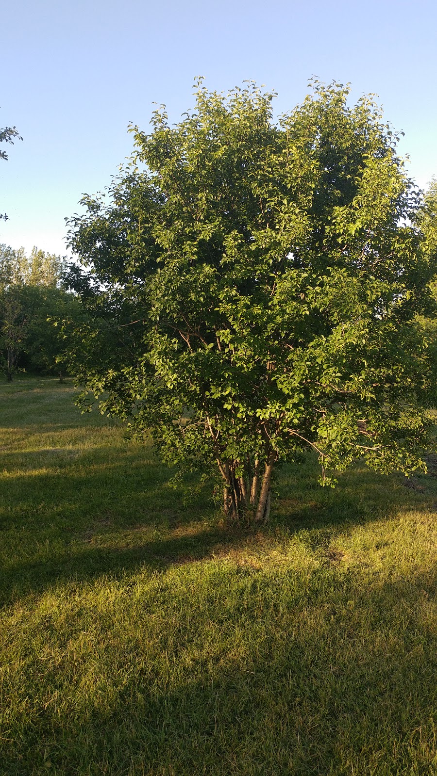 St. Marys Dog Park | 448 Glass St, St. Marys, ON N4X 1E5, Canada