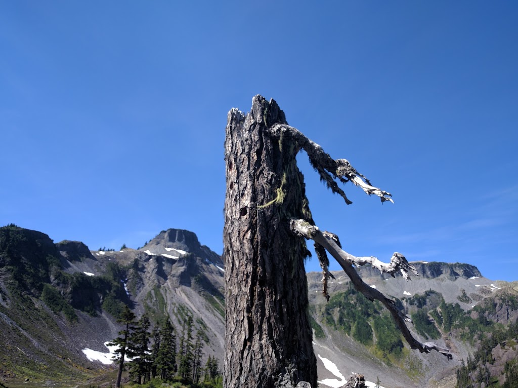 Mount Baker Visitor Center | 7509 Mt Baker Hwy, Maple Falls, WA 98266, USA | Phone: (360) 599-1518