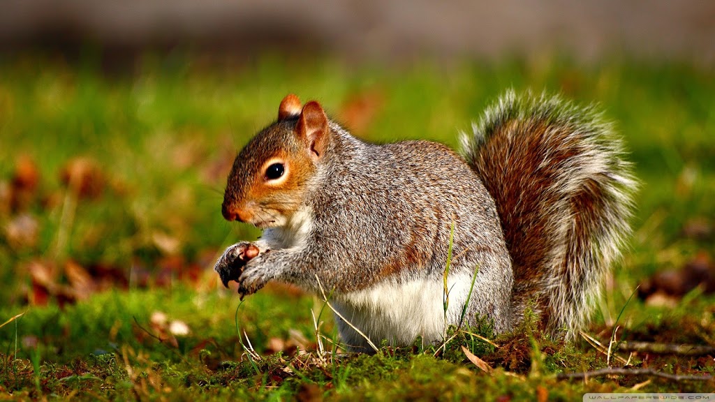 Tdot Pest Control Raccoon removal & Squirrel removal | 12 Altura Way, Brampton, ON L6P 4A1, Canada | Phone: (905) 766-3401