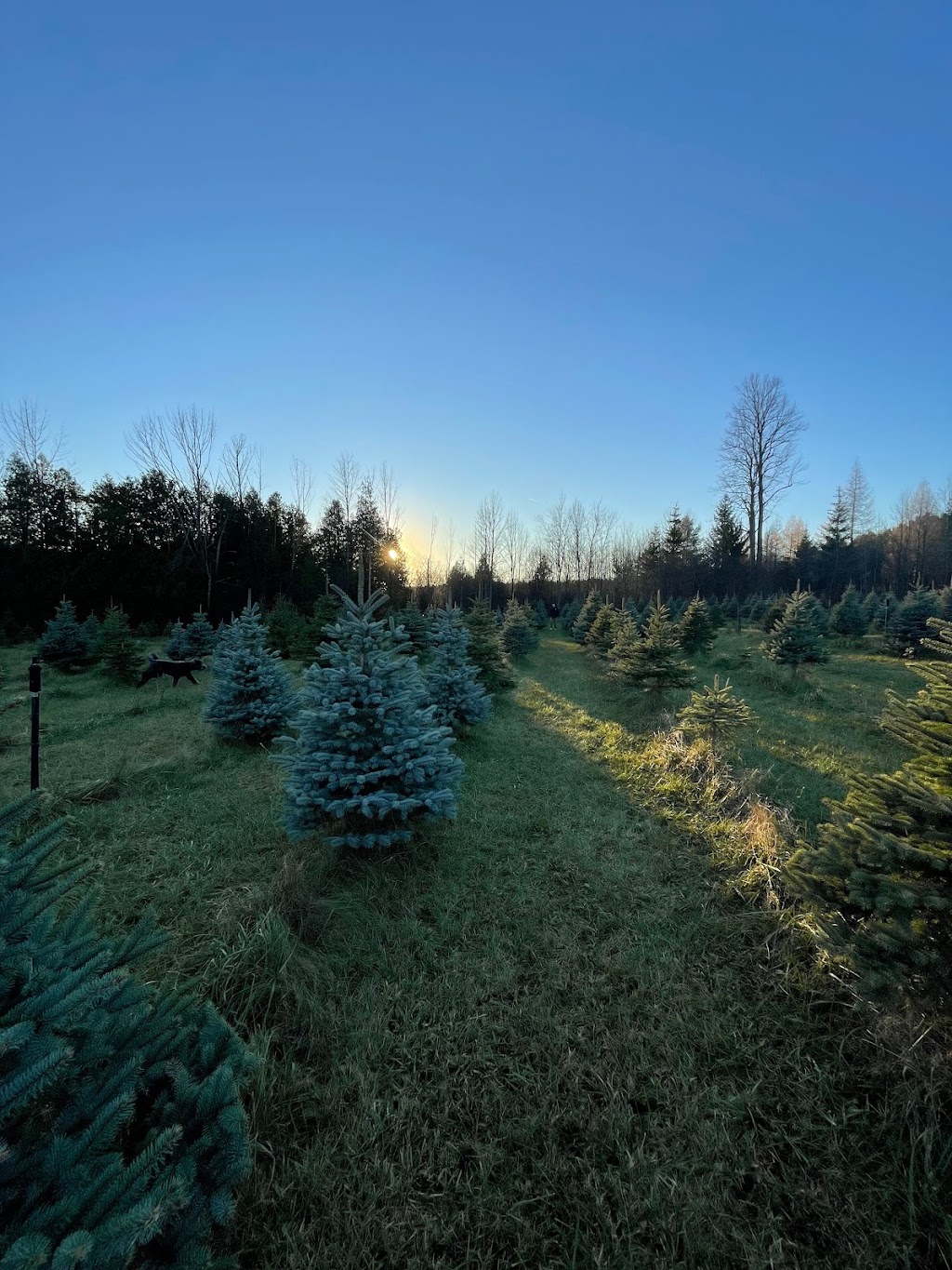 Oake Family Tree Farm | Sherbrooke St W, Township Of Cavan Monaghan, ON K9J 0E5, Canada | Phone: (705) 740-3393