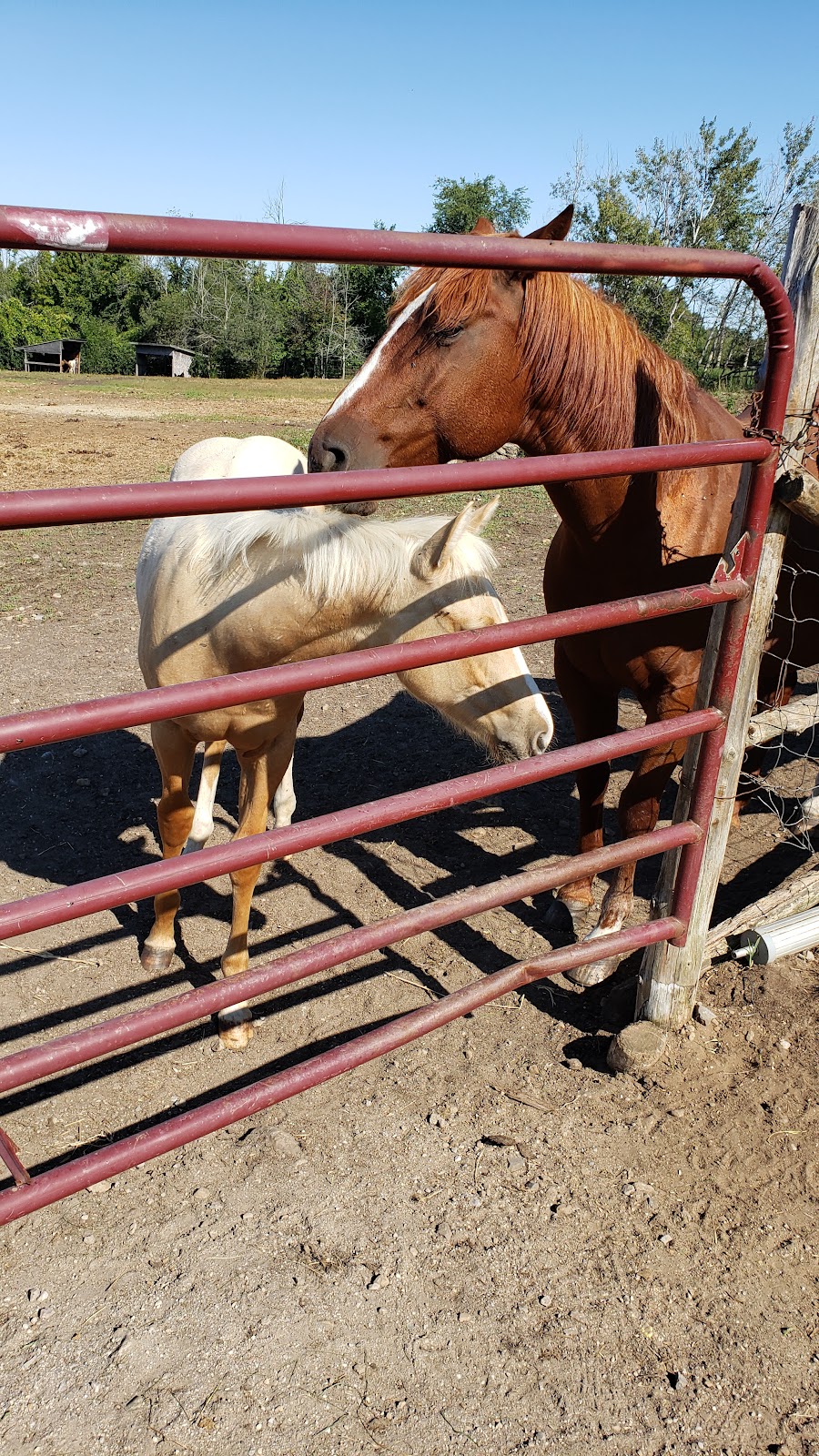 Official Little Rock Farm | 346 Buttermilk Hill Rd, Perth, ON K7H 3C3, Canada | Phone: (613) 284-6570