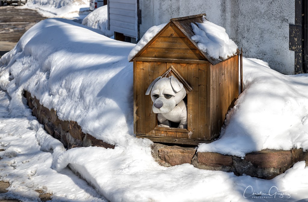 Center Canin Du Suroît | 1269 Rte Harwood, Vaudreuil-Dorion, QC J7V 8P2, Canada | Phone: (450) 455-3950