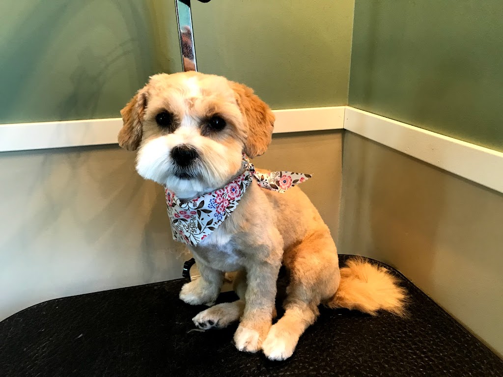 Wags To Riches Dog Grooming | point of interest | 15 Harris Ave, Friedensruh, MB R6W 4A1, Canada | 2043311608 OR +1 204-331-1608