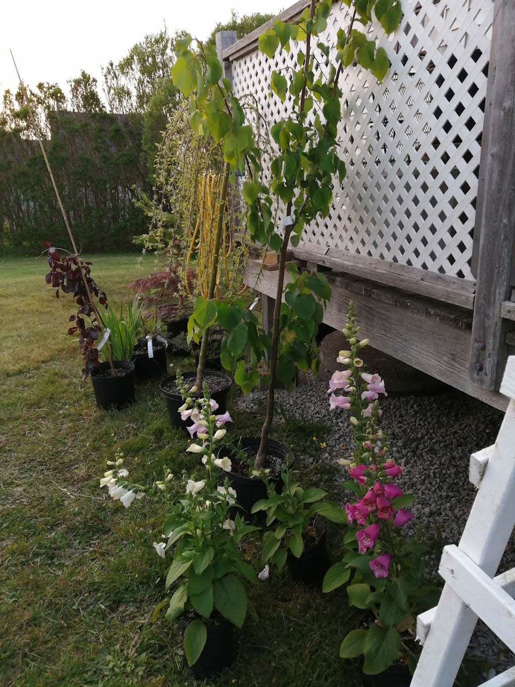 Bunchberry Nurseries | 2779 Nova Scotia Trunk 1, Annapolis Royal, NS B0S 1A0, Canada | Phone: (902) 532-7777