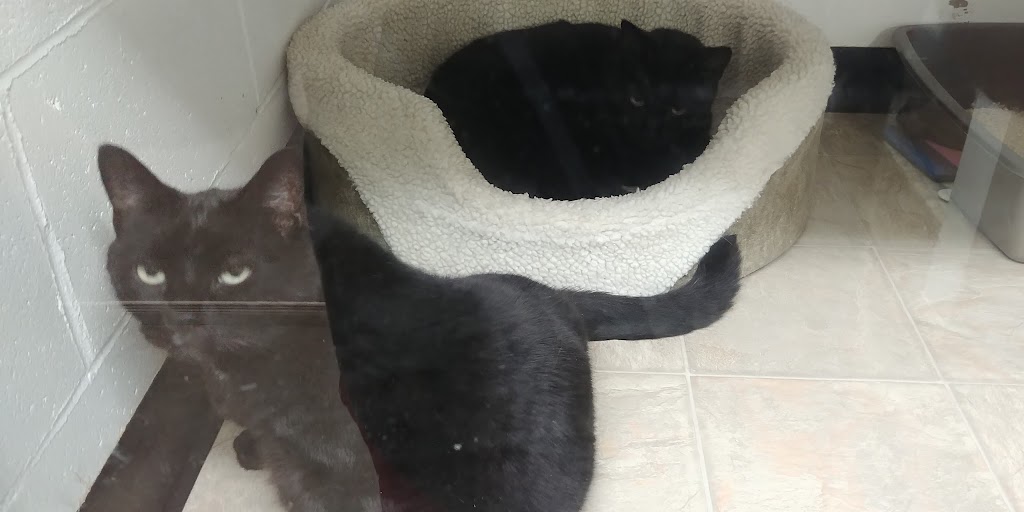 Lillian Allbon Animal Shelter | 798 Smith Rd, Amherst, NS B4H 3Y4, Canada | Phone: (902) 661-7297
