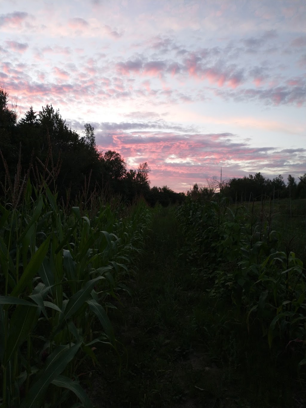 Ferme maraîchère Cap-Santé | 112 Rue Gauthier, Cap-Santé, QC G0A 1L0, Canada | Phone: (418) 576-5786