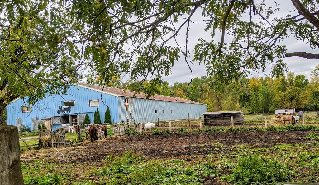 Companions for Life | 302 Grey County Rd 21, The Blue Mountains, ON L9Y 0K8, Canada | Phone: (705) 443-8344