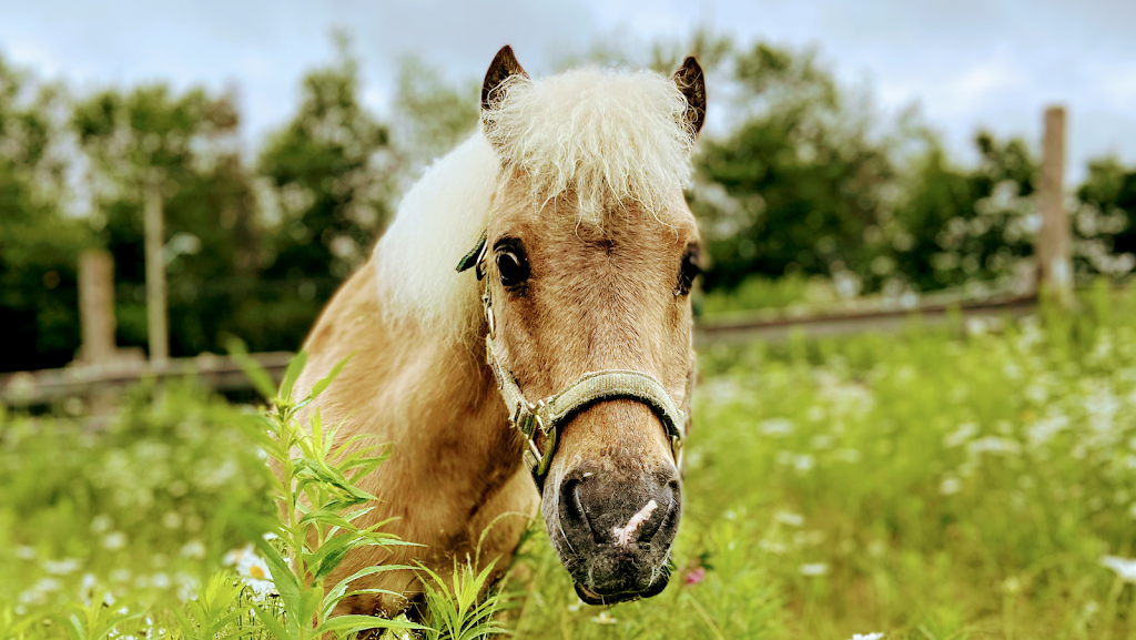 Beloved Miniature Horses | 243 Scotch Settlement Rd, Irishtown, NB E1H 1R2, Canada | Phone: (506) 860-0514
