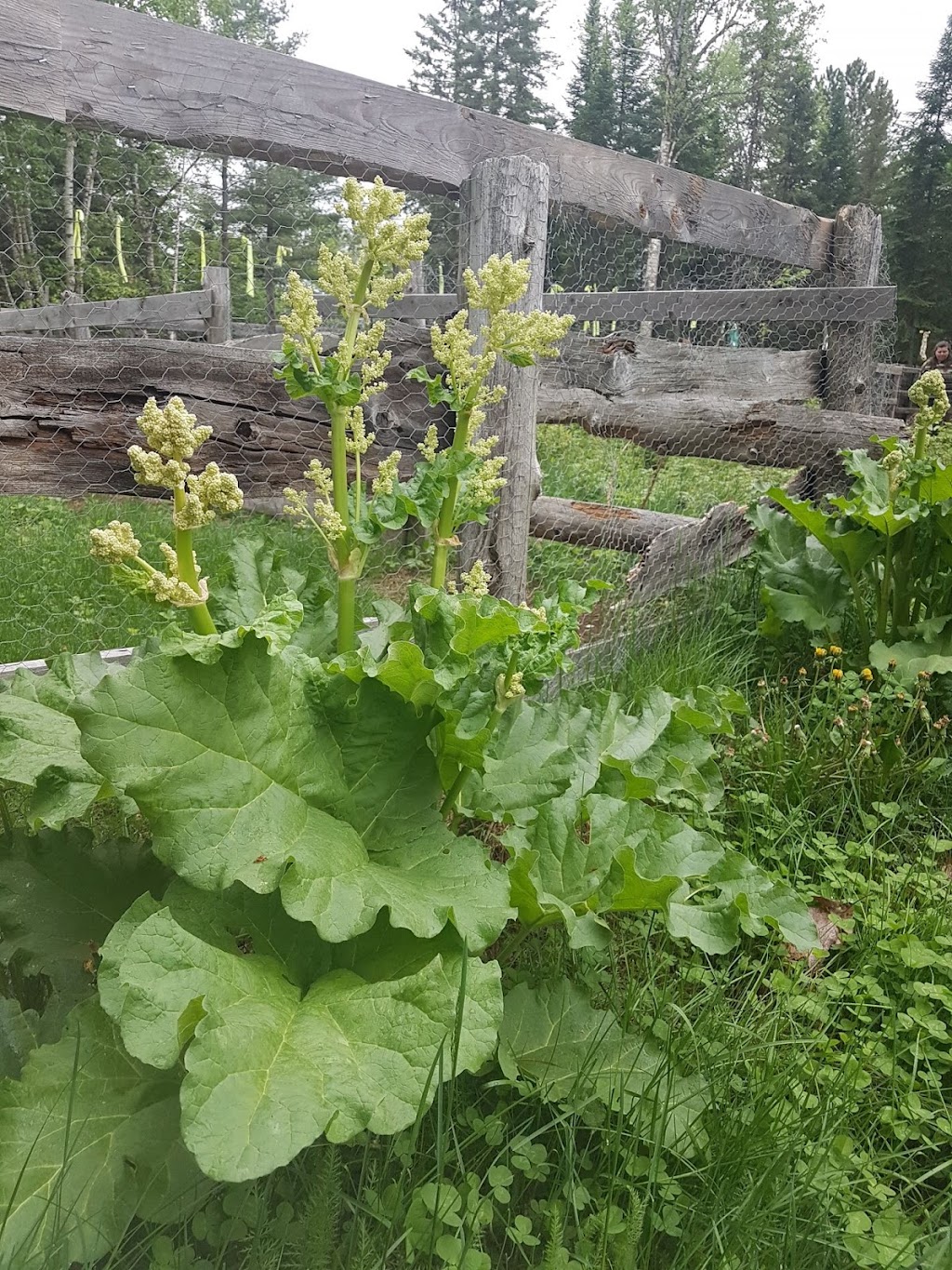 Les Fées Sorcières s.e.n.c. | 330 Chem. des Iles, LAscension, QC J0T 1W0, Canada | Phone: (873) 225-0181