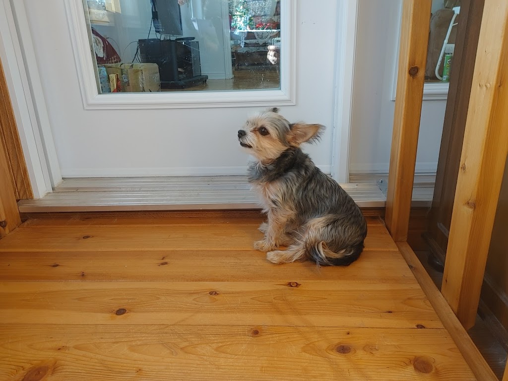 Sarahs pampered pooches | 98 sandbanks, Wellington, ON K0K 3L0, Canada | Phone: (647) 546-3698