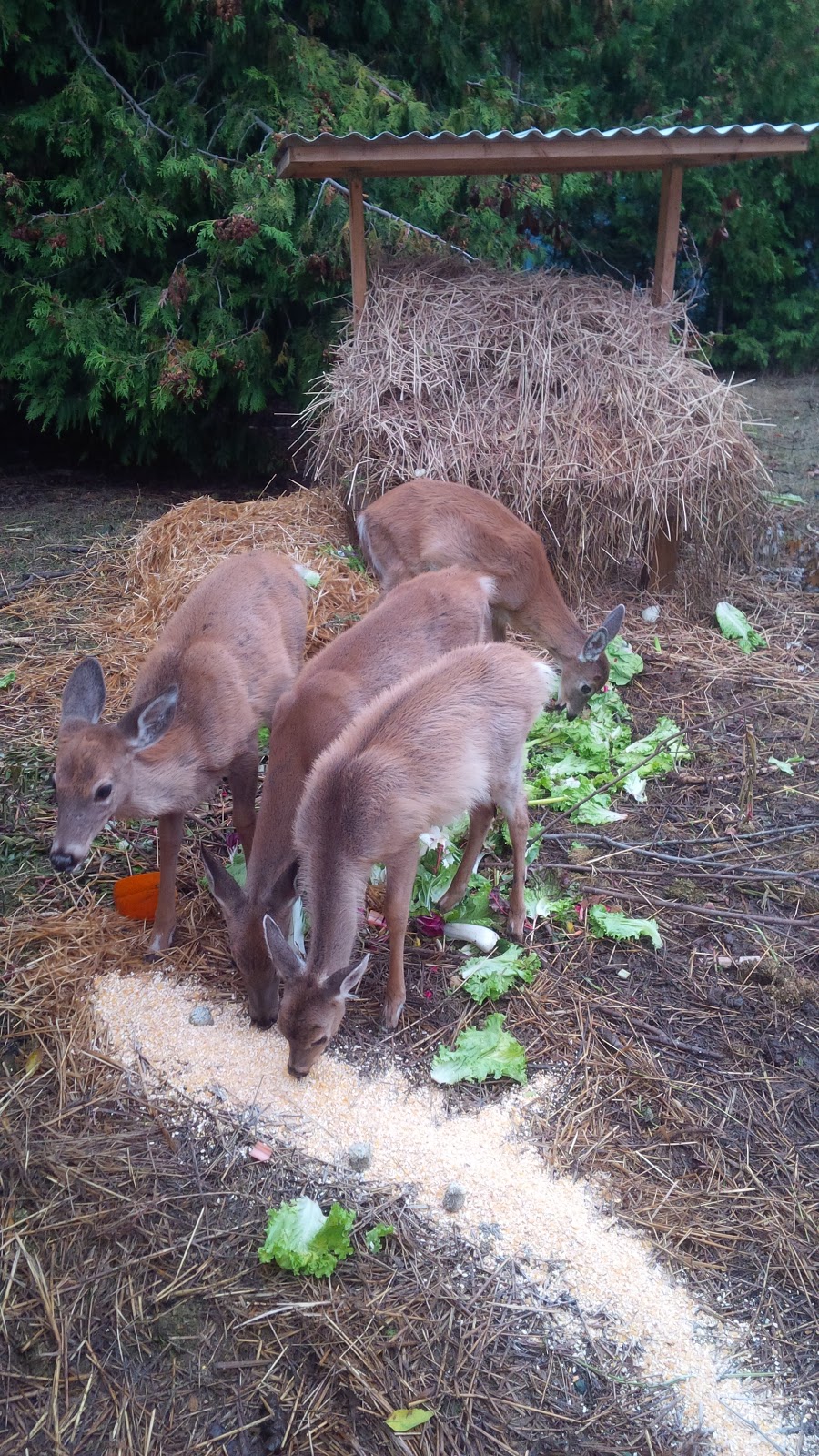 Procyon Wildlife | 6441 7th Line, Beeton, ON L0G 1A0, Canada | Phone: (905) 729-0033