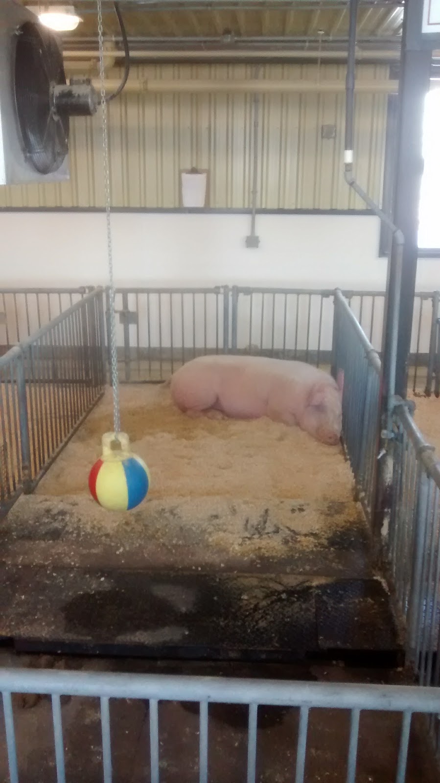 Small Animal Barn | Ottawa, ON K2C, Canada | Phone: (613) 991-3044