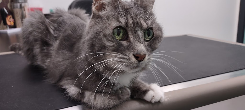 Coulee Veterinary Clinic | 6 Aquitania Blvd W #40, Lethbridge, AB T1J 5L4, Canada | Phone: (403) 898-0321