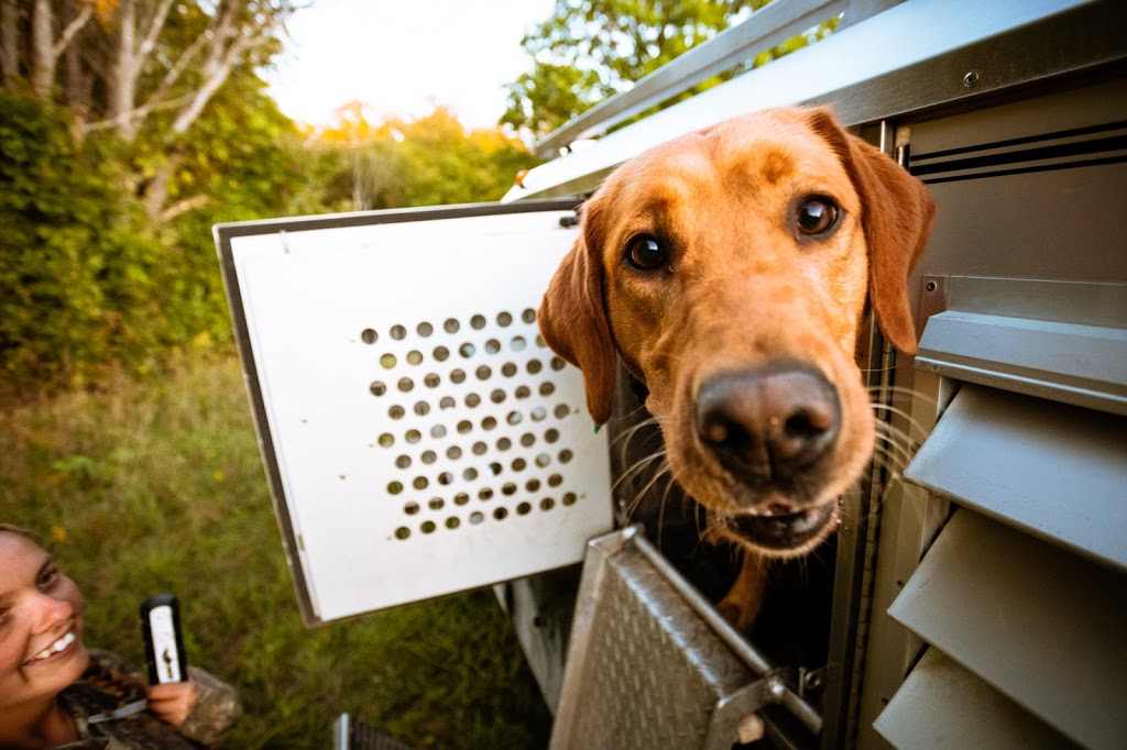 K Country Kennels | 1831 Black Creek Rd, Lanark, ON K0G 1K0, Canada | Phone: (613) 285-6137