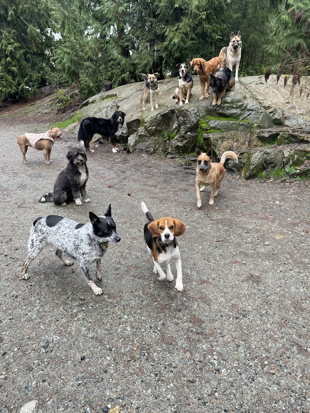 Lucky Dog Adventures and Daycare | 2041 May Ave, Shawnigan Lake, BC V0R 2W3, Canada | Phone: (250) 896-8848