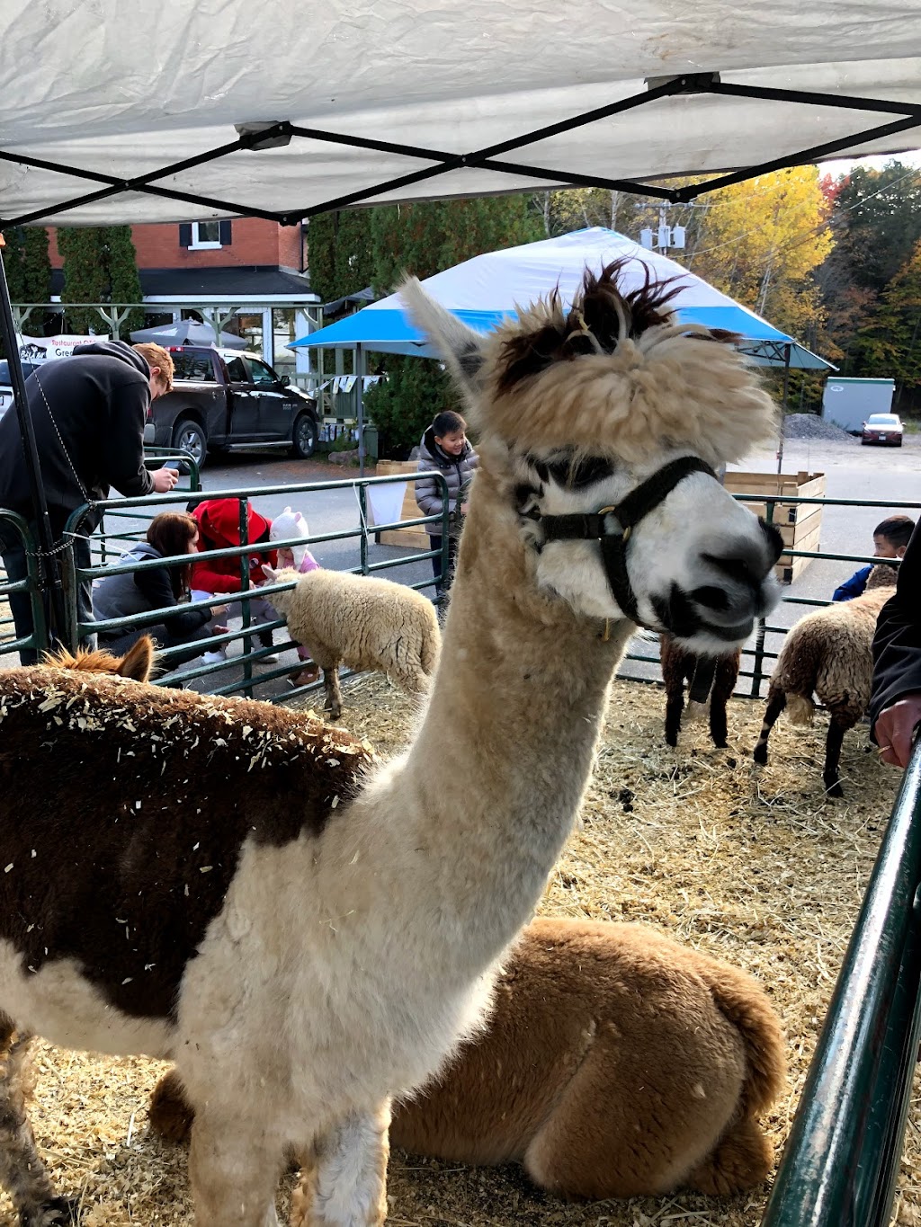 Bala Cranberry Festival | 3060 Muskoka District Road 169, Bala, ON P0C 1A0, Canada | Phone: (705) 762-1564