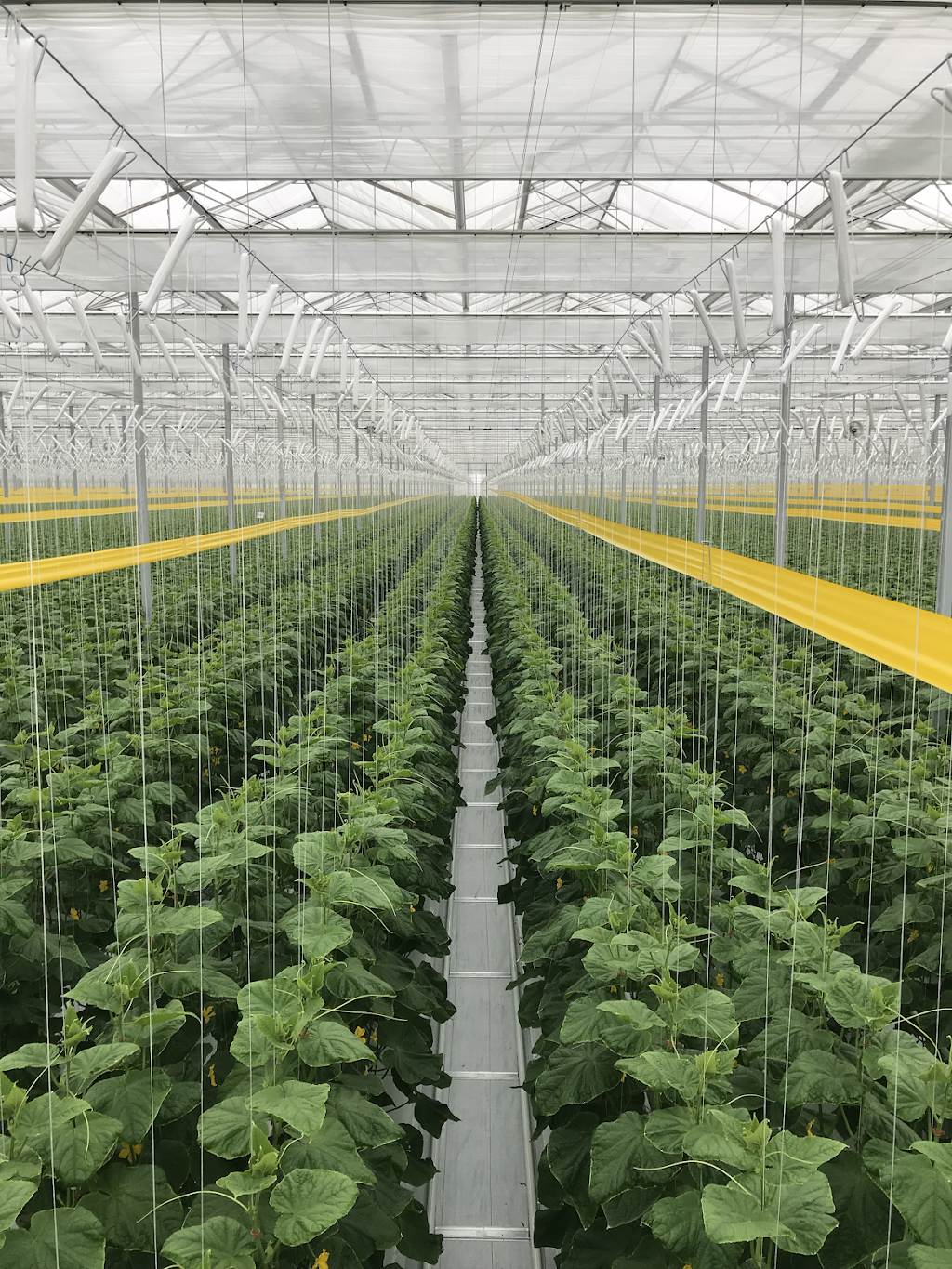 Topline Farms | 500 County Rd 18, Leamington, ON N8H 3V5, Canada | Phone: (519) 322-2351