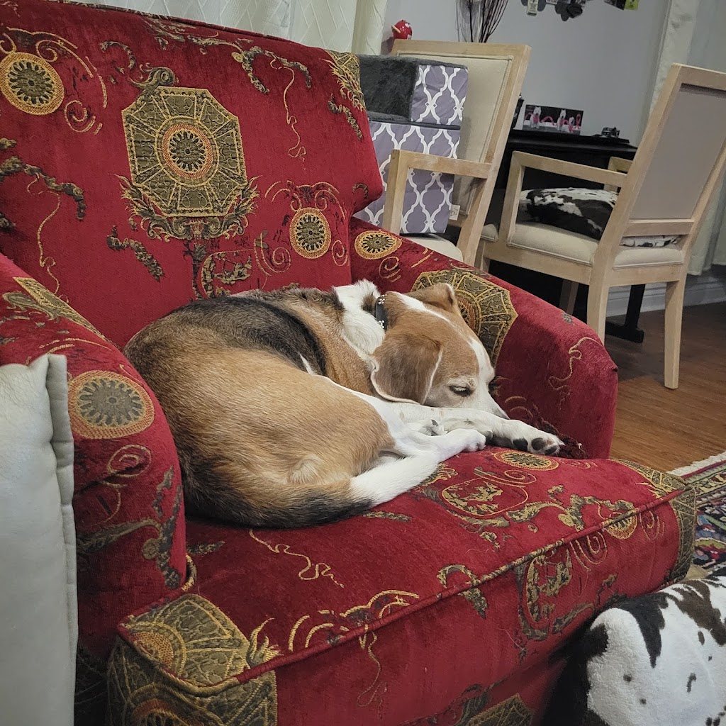 Pawsitive Pawz | 780 Pine Grove Ave, Innisfil, ON L9S 2K2, Canada | Phone: (647) 558-5235