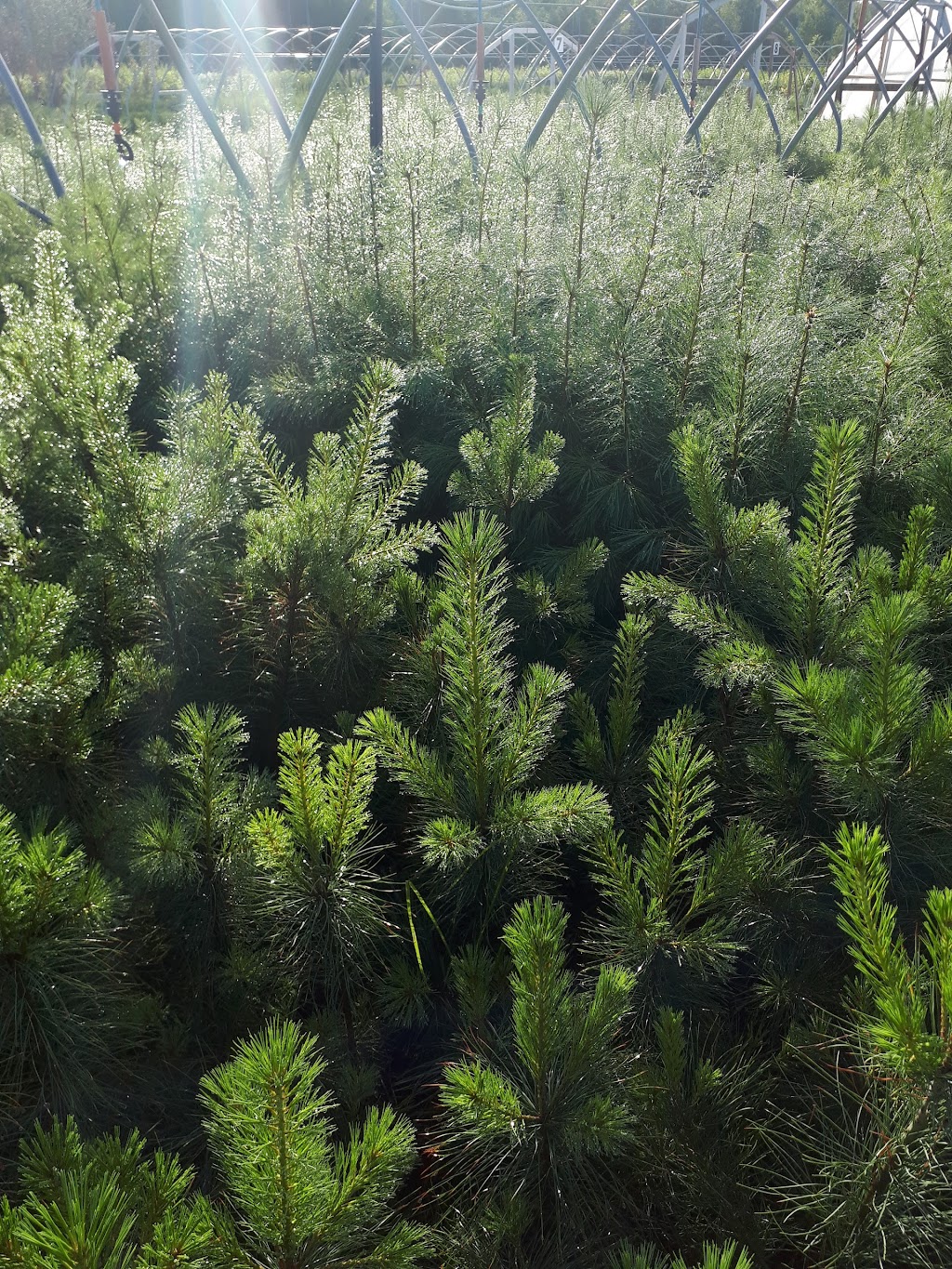 Baker Forestry Services, Nursery and Consulting | 5001 9 Line, Georgetown, ON L7G 4S8, Canada | Phone: (905) 877-9390
