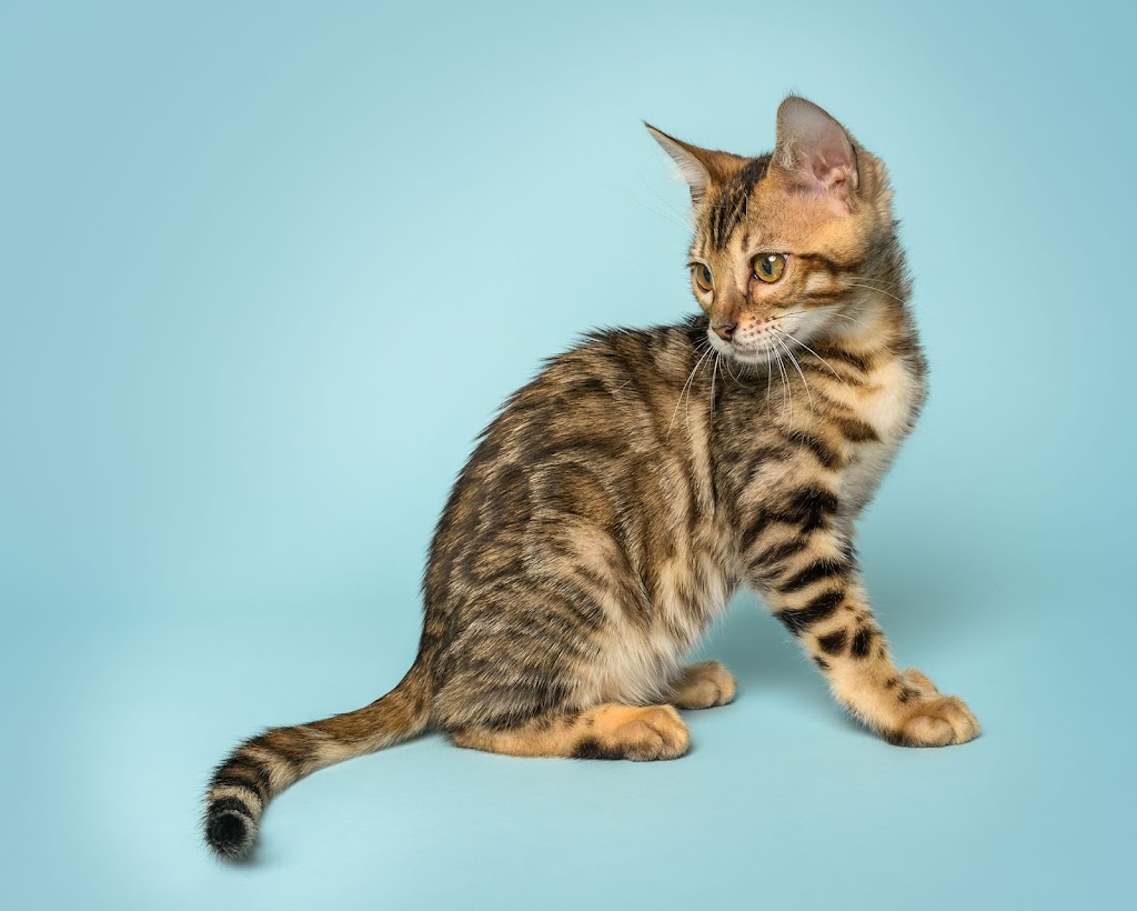 KW Bengals | Alison Ave, Cambridge, ON N1R 1N2, Canada | Phone: (519) 778-9502