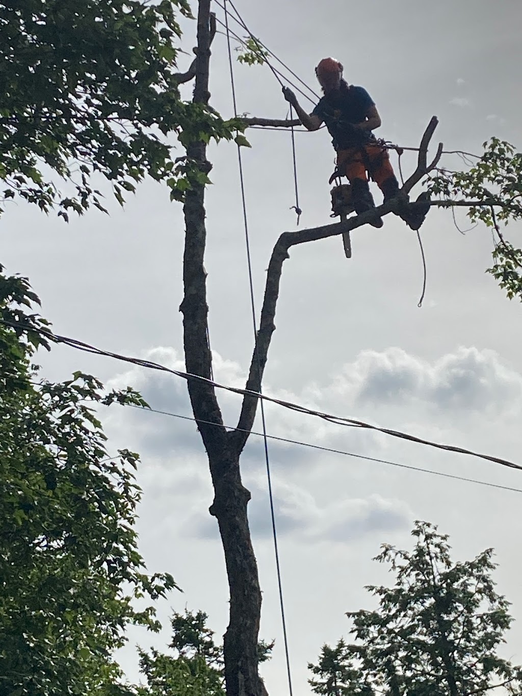 Woodhead Tree Service | Kingswood Dr, Hammonds Plains, NS B4B 1K2, Canada | Phone: (902) 223-4466