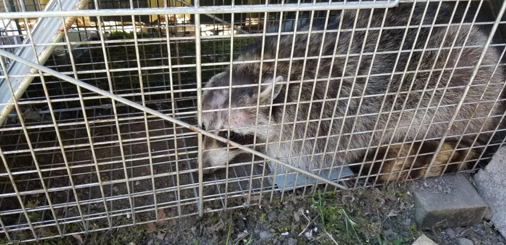 Acon Pest Control | 38 W Normandy Dr, Markham, ON L6B 0A6, Canada | Phone: (647) 562-7378