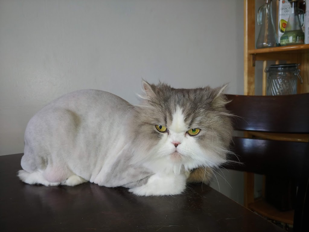 Madame J Toilettage | 35 Ch Haendel, Candiac, QC J5R 1R7, Canada | Phone: (514) 973-3019