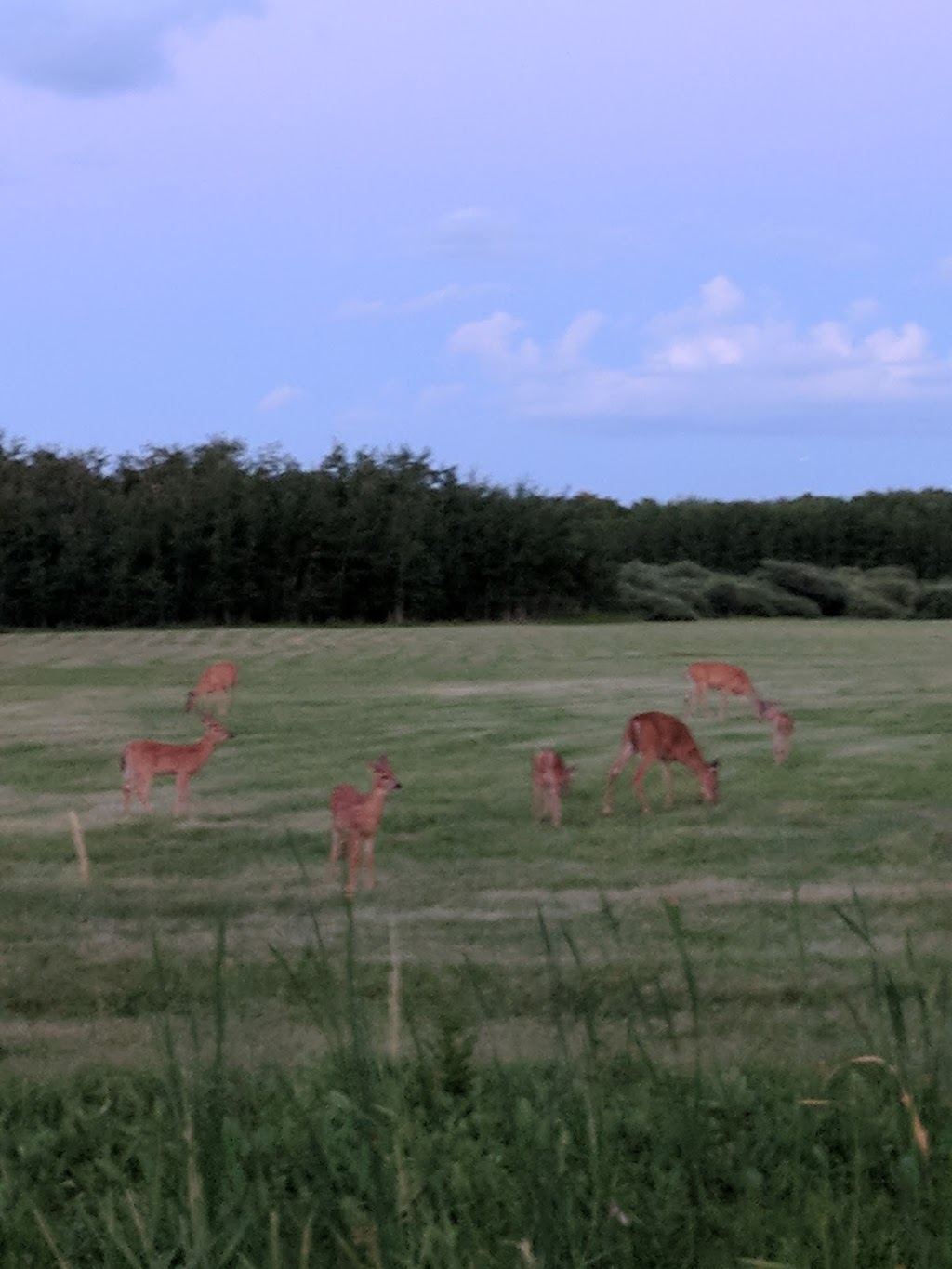 Marj Edey Park | Ridgewood South, Winnipeg, MB R3R, Canada
