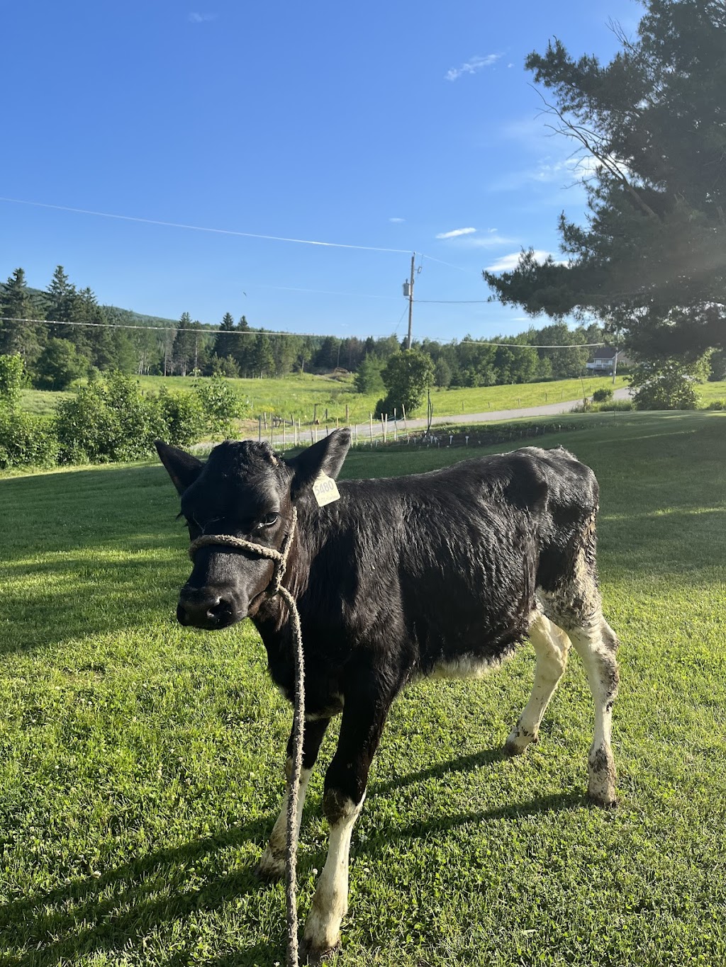 Ferme Séva inc. | 44 Rang Ste Marie, Les Éboulements, QC G0A 2M0, Canada | Phone: (418) 633-0266