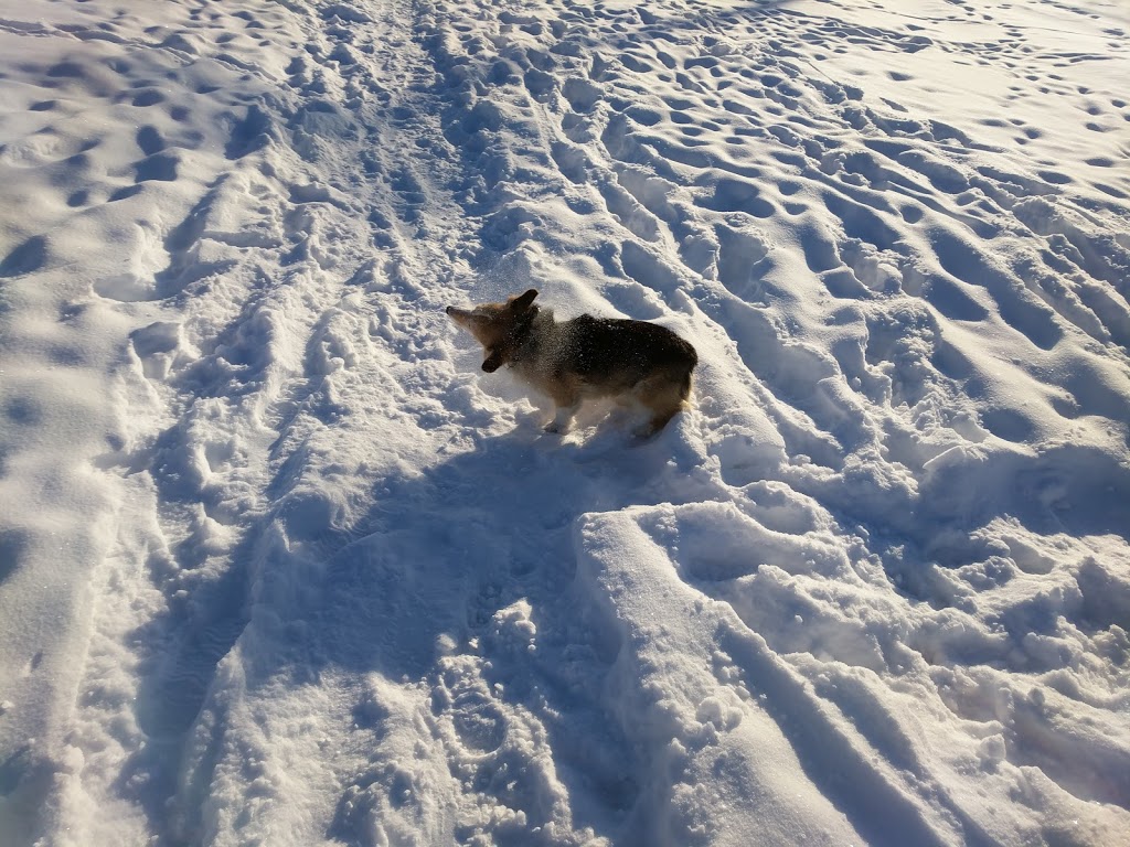 West Hillhurst off-leash area WHL-001 | 1025 19 St NW, Calgary, AB T2N 3V6 19 St NW, Calgary, AB T2N 3V6, Canada