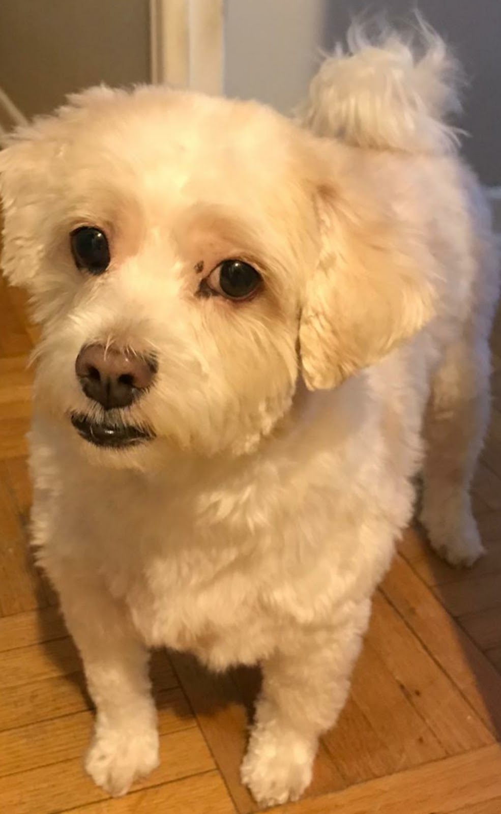 Peace of Mind Dog Grooming | 130 Fifth St. Front Apt, Etobicoke, ON M8V 2Z3, Canada | Phone: (416) 830-2093