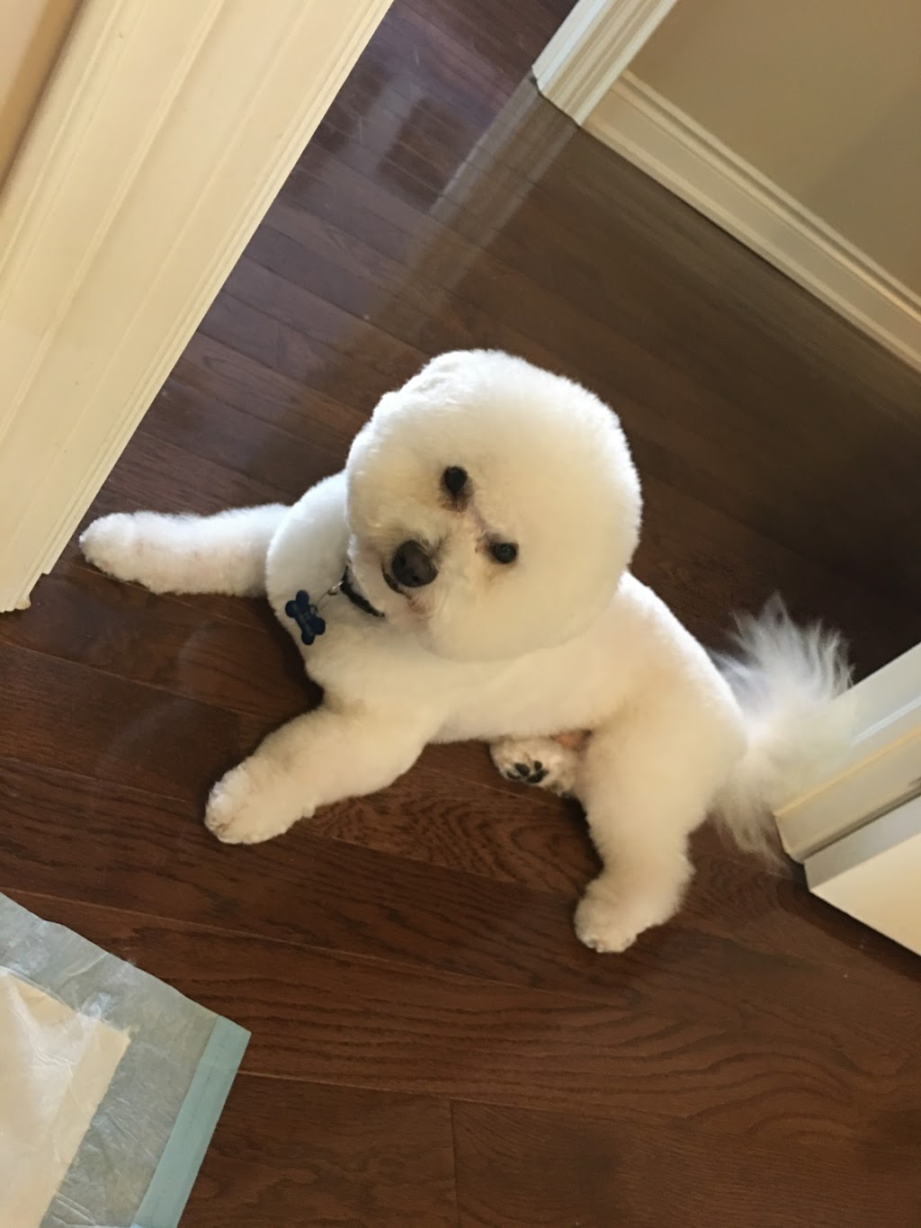 Top Dog Boutique and Spa Inc | 9184 Yonge St #15, Richmond Hill, ON L4C 7A1, Canada | Phone: (905) 882-1288