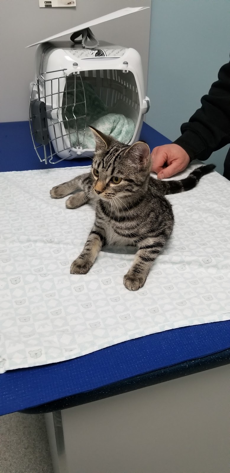 Castleridge Veterinary Clinic | 55 Castleridge Blvd NE #126, Calgary, AB T3J 3J8, Canada | Phone: (403) 280-1585