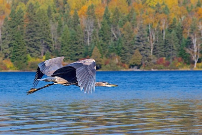 Algonquin Treks - Guided Canoe Trips | Box 116, Whitney, ON K0J 2M0, Canada | Phone: (613) 800-2106
