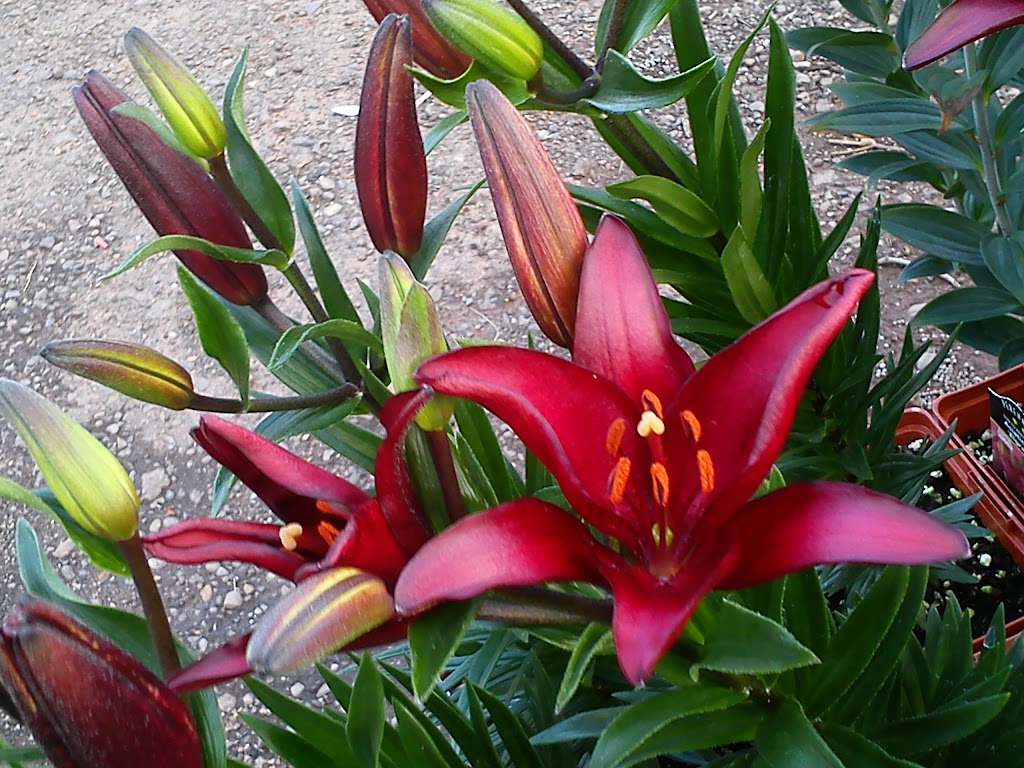Island Pride Garden Co. Wood Islands | 854 TCH, PE-1, Wood Islands, PE C0A 1R0, Canada | Phone: (902) 962-2044