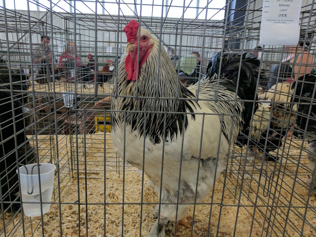 West Niagara Agricultural Centre & Fairgrounds | 7402 Mud St W, Grassie, ON L0R 1M0, Canada | Phone: (905) 309-9939