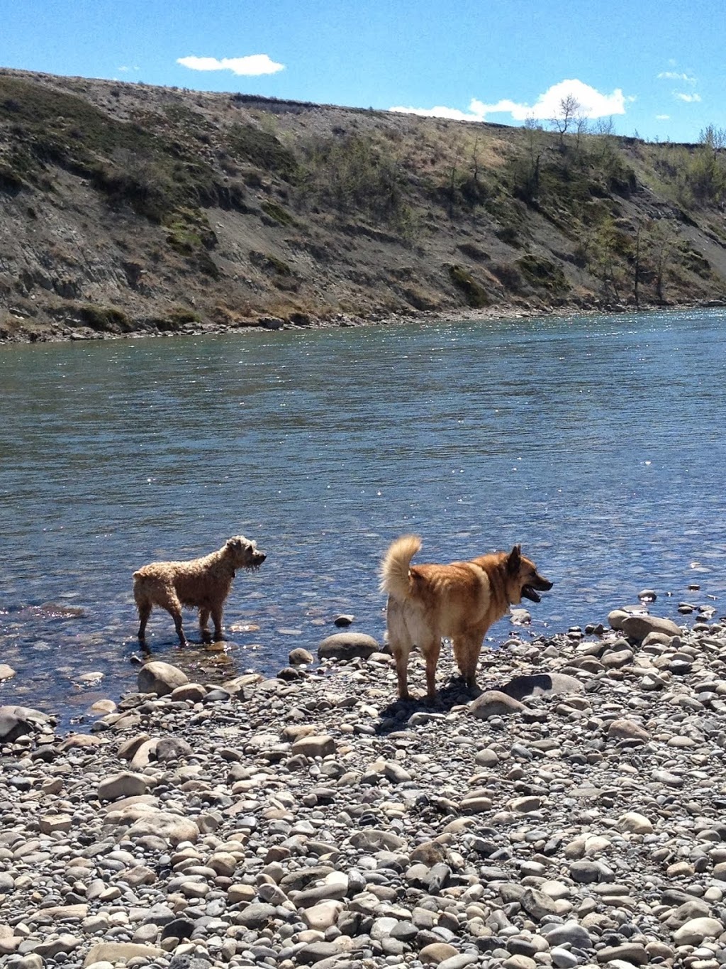 Nadines Personal Pet Care | 107 Glenhill Dr, Cochrane, AB T4C 1H2, Canada | Phone: (403) 617-9923