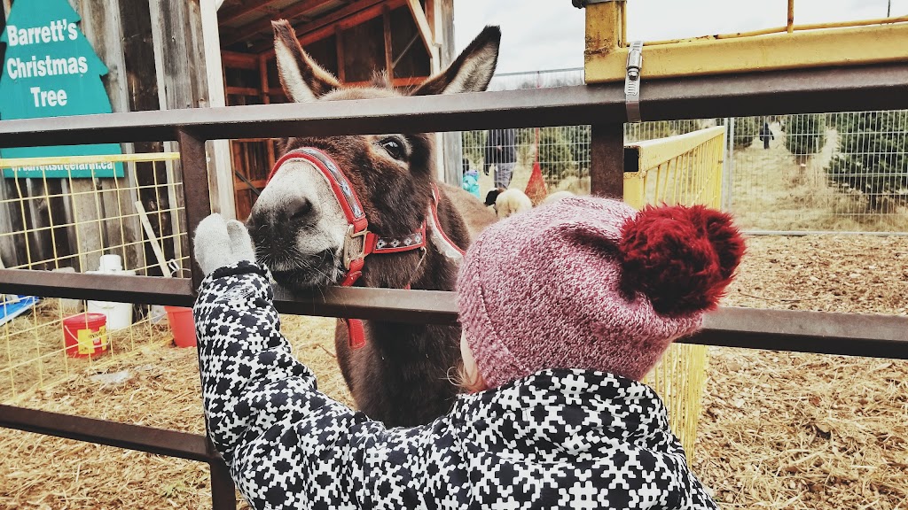 Barretts Christmas Tree Farm | 3141 Williamson Rd, Cobourg, ON K9A 4J7, Canada | Phone: (905) 342-2622