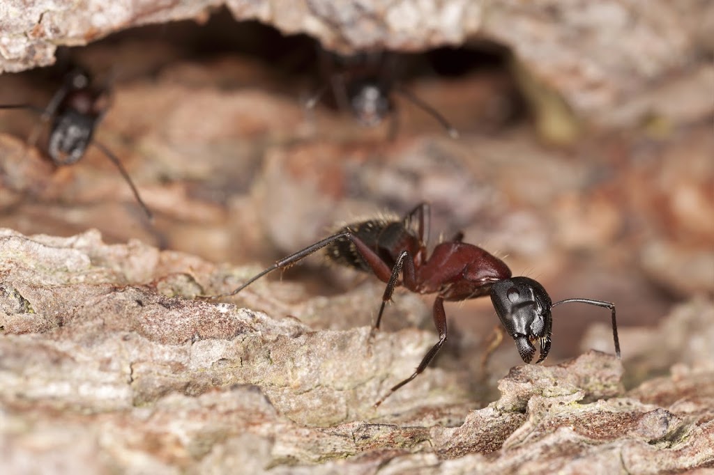 Active Pest Control | 500 Sydney Ave, Winnipeg, MB R2K 1C3, Canada | Phone: (204) 250-9236