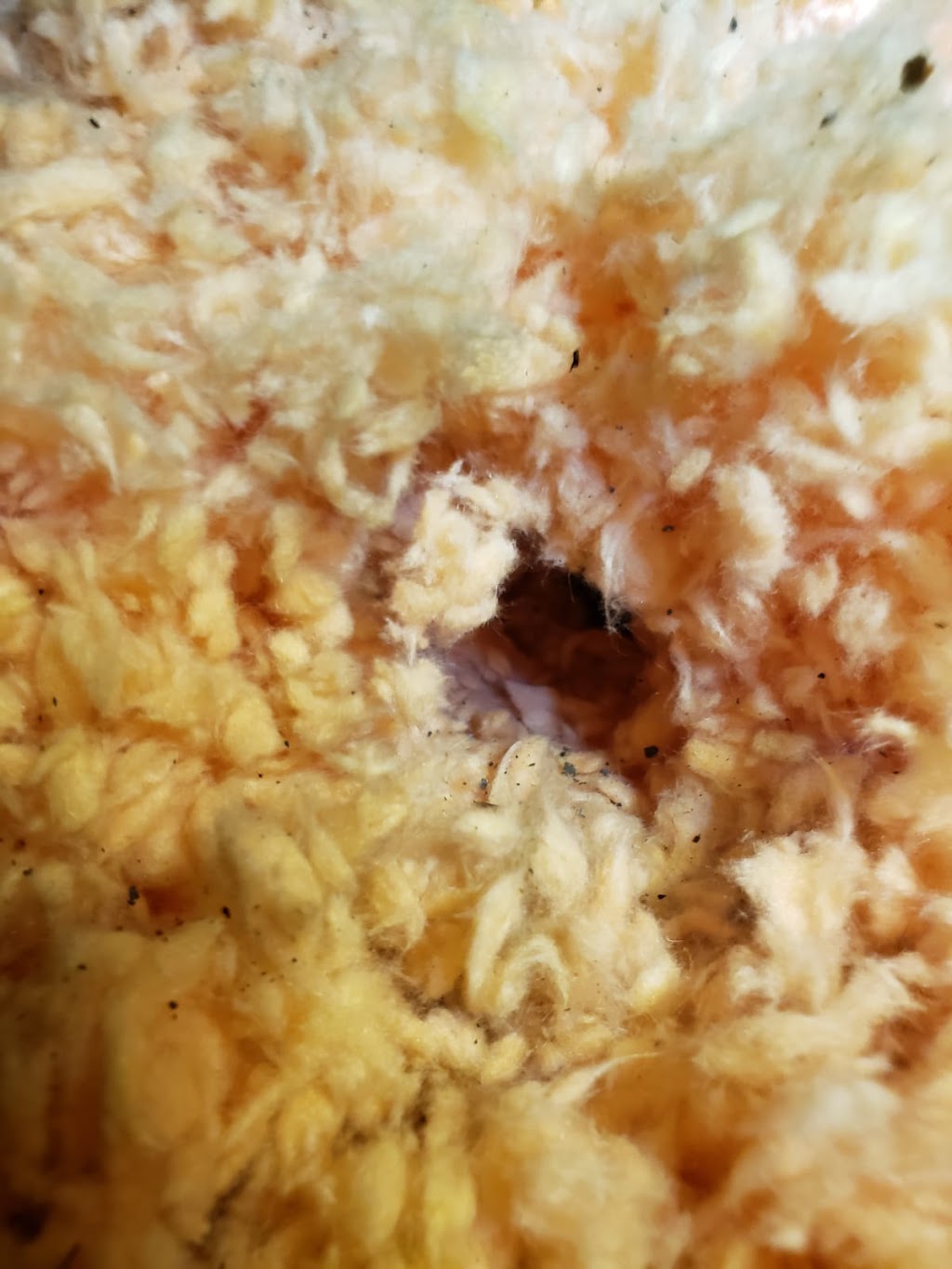 Acme Pest Solutions | 1244 Ellenton Crescent, Milton, ON L9T 6V3, Canada | Phone: (416) 453-2444