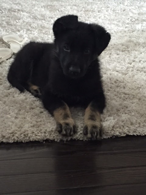 South Barrie Animal Hospital | 201 Hurst Dr, Barrie, ON L4N 8K8, Canada | Phone: (705) 733-8387